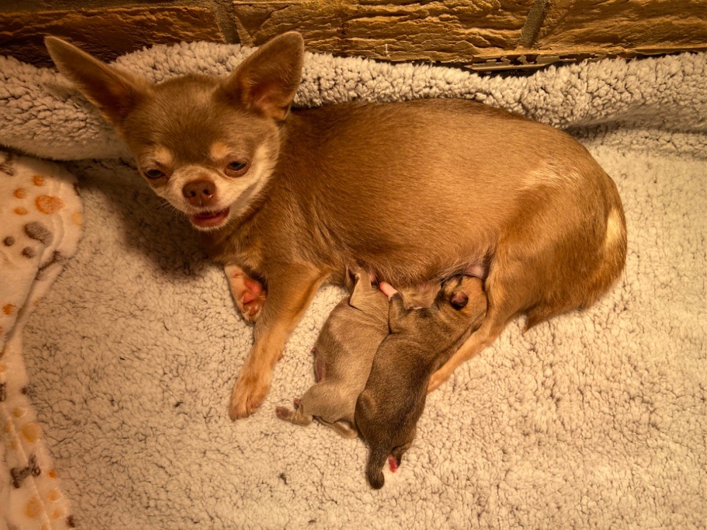 chiot Chihuahua Archipel Des Caraïbes