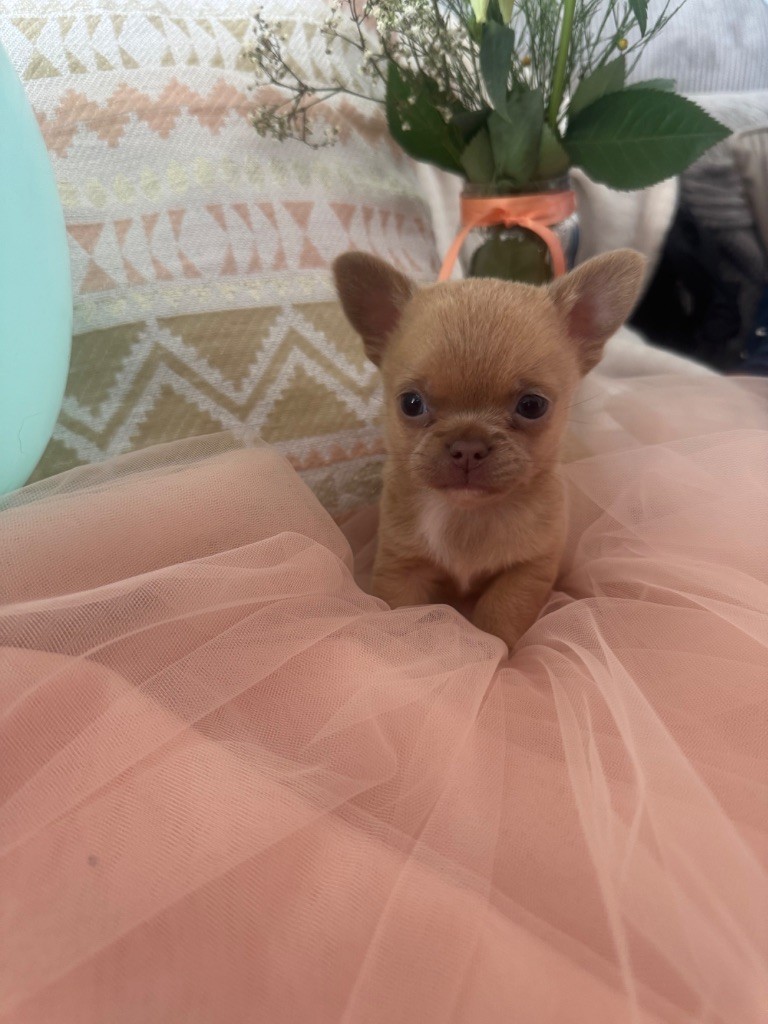 Archipel Des Caraïbes - Chiots disponibles - Chihuahua