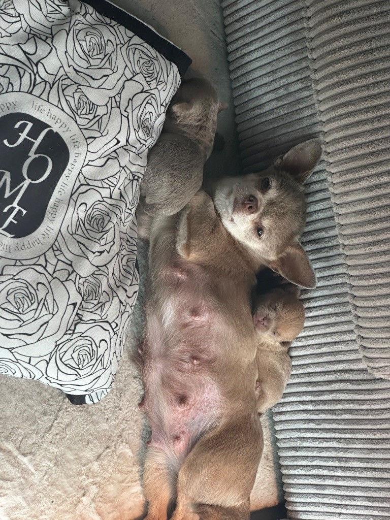 Chiot Chihuahua Archipel Des Caraïbes